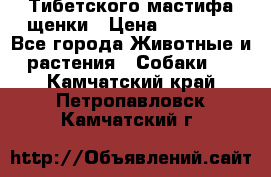  Тибетского мастифа щенки › Цена ­ 10 000 - Все города Животные и растения » Собаки   . Камчатский край,Петропавловск-Камчатский г.